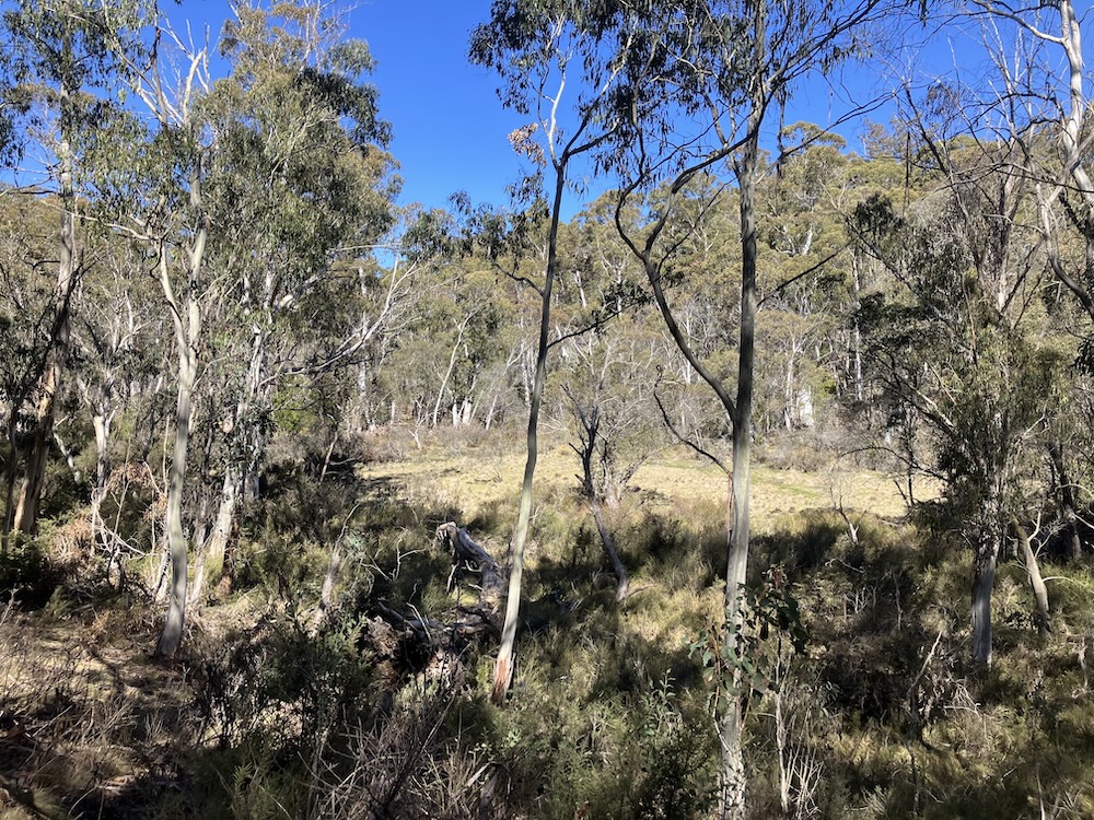 25SpringRoastBeefCreek2 lowres