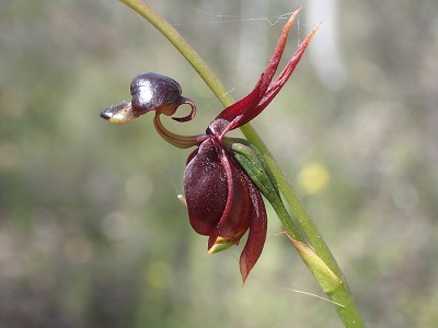 PB031151 Caleana major Flying Duck Orchid